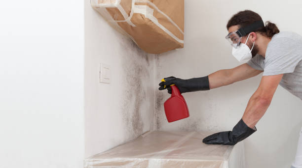 Professional Black Mold Remediation technician working in Wharton, TX