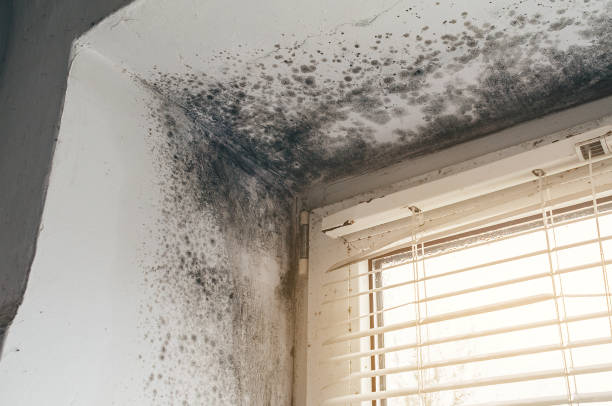 Affordable Black Mold Remediation solutions in Wharton, TX